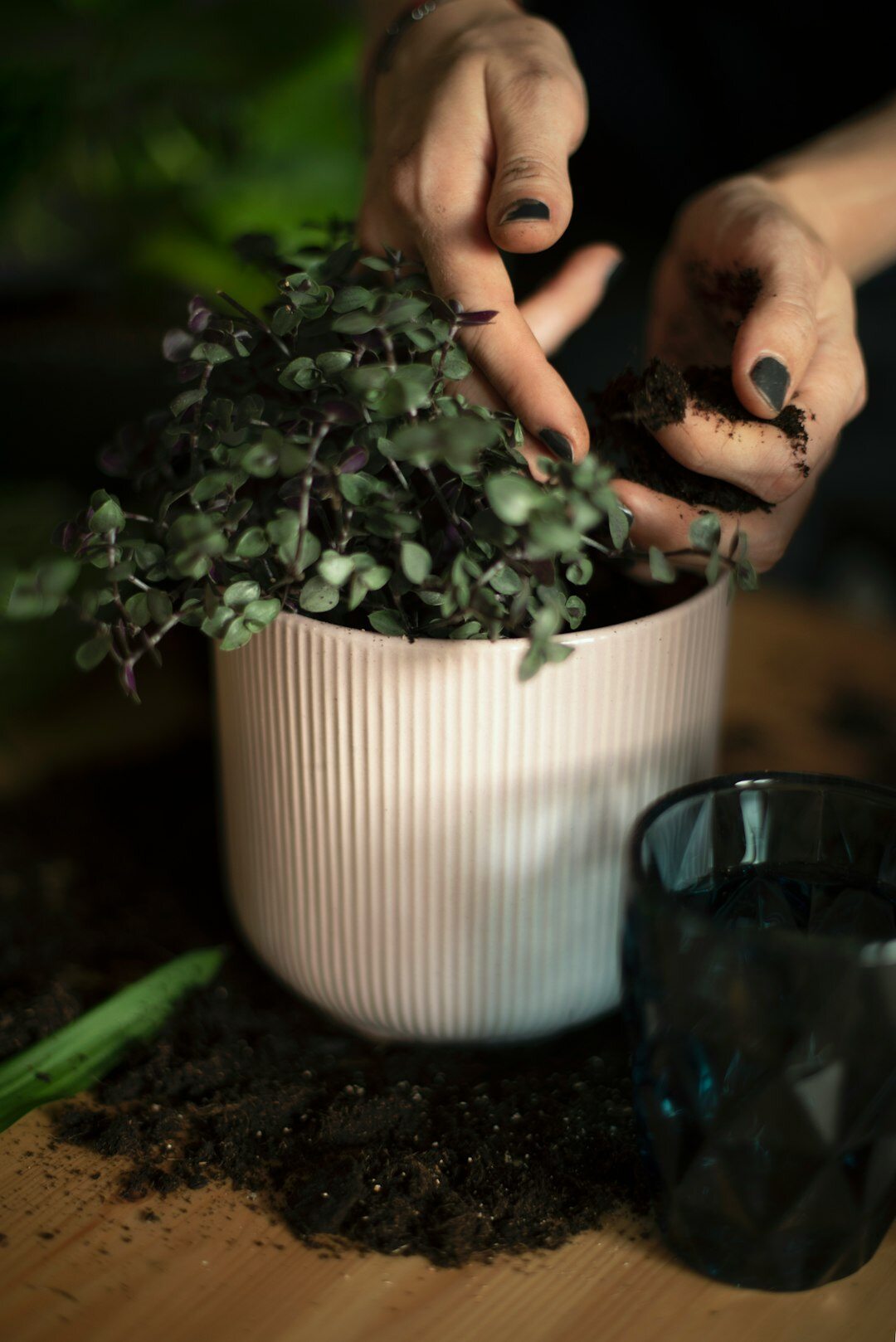 person gardening at home